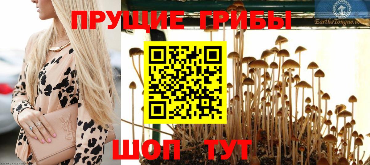 Галлюциногенные грибы Cubensis Звенигород